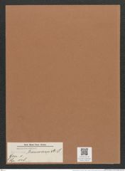 Navicula transversa A.S. (de-Toni-Nr.: Genus 1, Species 148) Zeichnungen Sammlung Grunow Mappe 00132 (Herbarium_W_Grunow_drawings_Folder_00132)